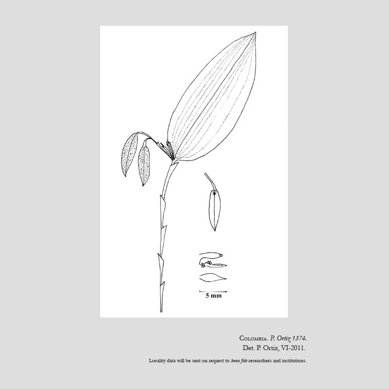 Zootrophion aguirrei